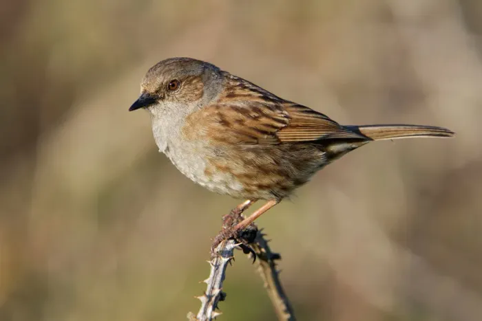 Gerahmter Druck : Dunnock - auf einem Brambel sitzt Gerahmter Druck : Dunnock - auf einem Brambel sitzt