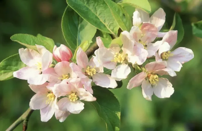Gerahmter Druck : Bäumchen der Apfelblüte Gerahmter Druck : Bäumchen der Apfelblüte