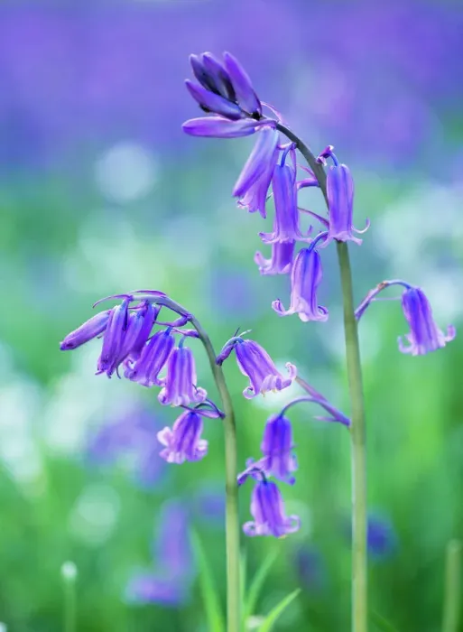 Gerahmter Druck : Bluebells. ROG-11258 BLauen Knabenklee - Detail Gerahmter Druck : Bluebells. ROG-11258 BLauen Knabenklee - Detail
