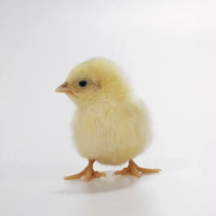 Gerahmter Druck : Hähnchick. JD-16889 Hühner Chick Studio von John Daniels Beachten Sie Gerahmter Druck : Hähnchick. JD-16889 Hühner Chick Studio von John Daniels Beachten Sie
