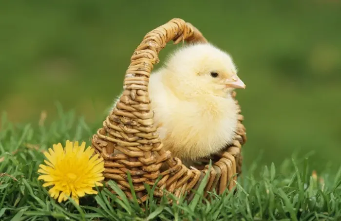 Gerahmter Druck : Huhn - Hühnchen im Korb Gerahmter Druck : Huhn - Hühnchen im Korb