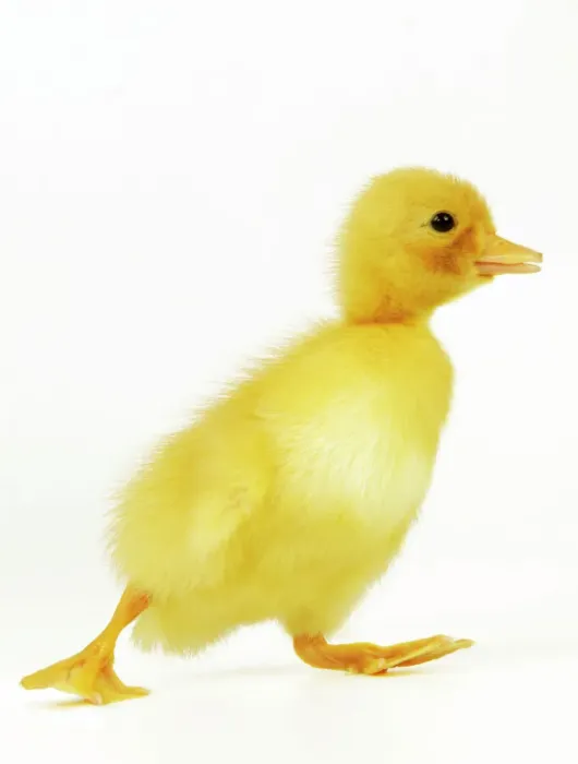 Gerahmter Druck : Duckling. LA-977-m DUCK - Enten-Jungtier Jean Michel Labat Bitte beachten Sie Gerahmter Druck : Duckling. LA-977-m DUCK - Enten-Jungtier Jean Michel Labat Bitte beachten Sie