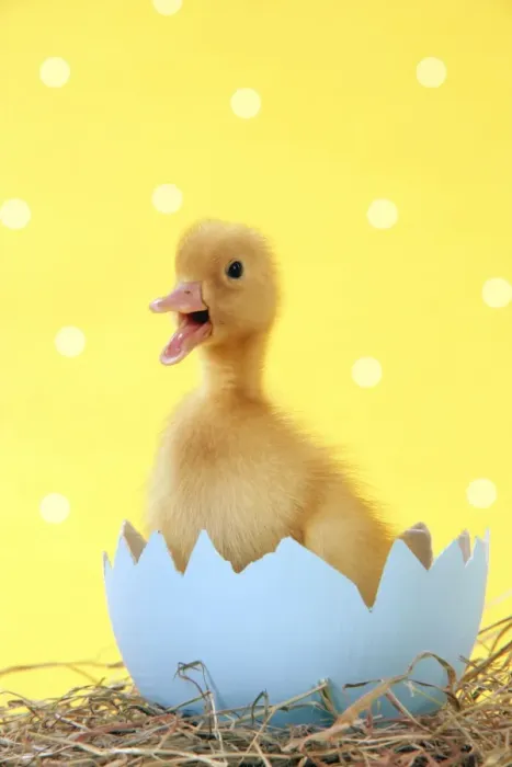 Gerahmter Druck : Entwicklungsstufen eines Schmetterlings, der sich aus einem blauen Ei schlüpft und am Ostersonntag geboren wird. Er ist für die Verwendung von Bildern geeignet und sehr süß mit weißen Flecken auf seiner Gelbheit Gerahmter Druck : Entwicklungsstufen eines Schmetterlings, der sich aus einem blauen Ei schlüpft und am Ostersonntag geboren wird. Er ist für die Verwendung von Bildern geeignet und sehr süß mit weißen Flecken auf seiner Gelbheit