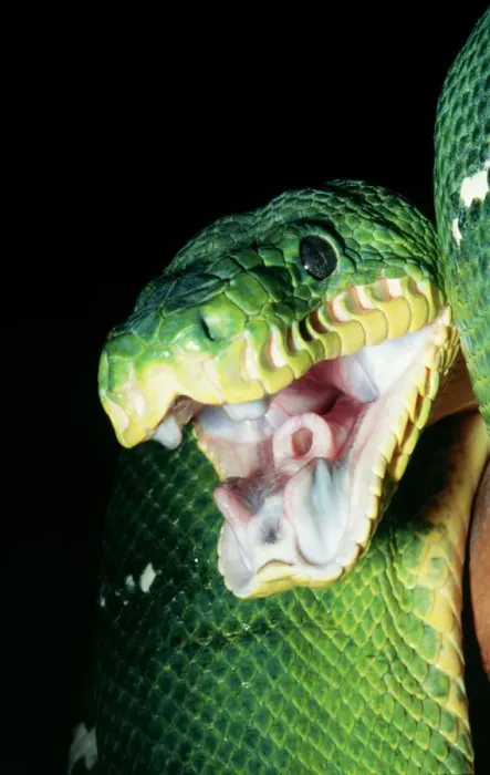 Gerahmter Druck : Emerald Tree Boa - Gaping Forest canopy, Peru, Brasil Gerahmter Druck : Emerald Tree Boa - Gaping Forest canopy, Peru, Brasil