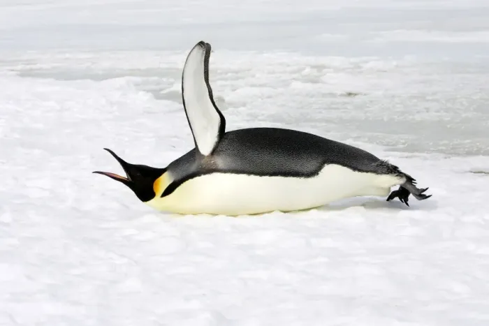 Gerahmter Druck : Kaiserpinguin - auf Eis liegend, riefen – Insel der Schneehügel, Antarktika