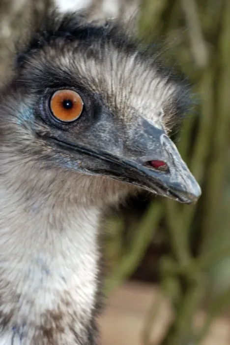 Gerahmter Druck : Emu - Australien Gerahmter Druck : Emu - Australien