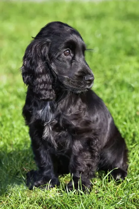 Gerahmter Druck : Englischer Kuhhund