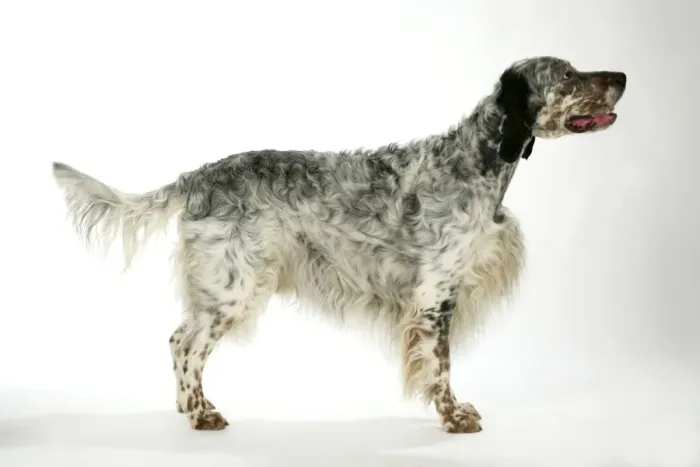 Gerahmter Druck : Englischer Pointer Gerahmter Druck : Englischer Pointer