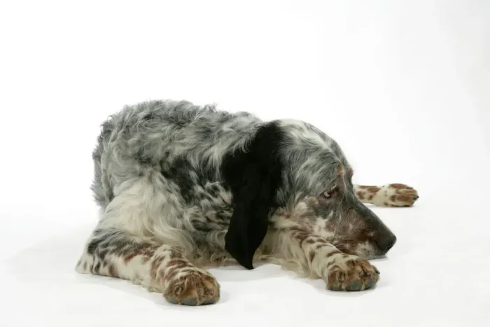Gerahmter Druck : Englischer Pointer - liegend Gerahmter Druck : Englischer Pointer - liegend
