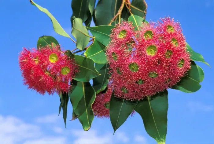 Gerahmter Druck : Rheinblume (Eukalyptus) blüht