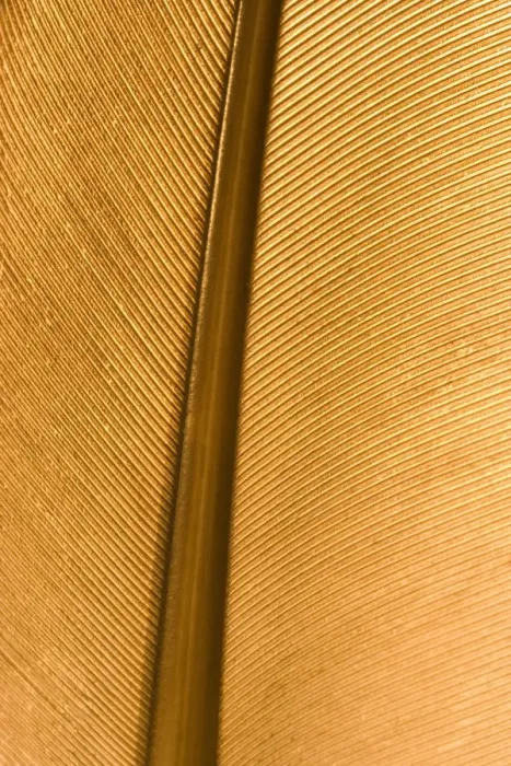 Gerahmter Druck : Feder - Nahansicht. Gerahmter Druck : Feder - Nahansicht.
