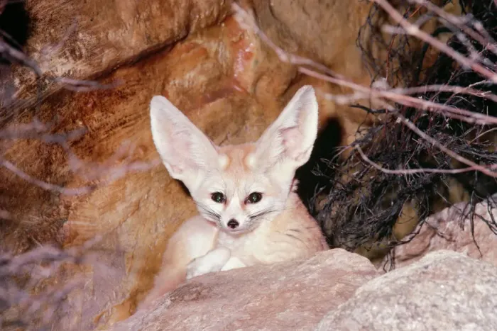 Gerahmter Druck : Känguru-Fuchs Gerahmter Druck : Känguru-Fuchs