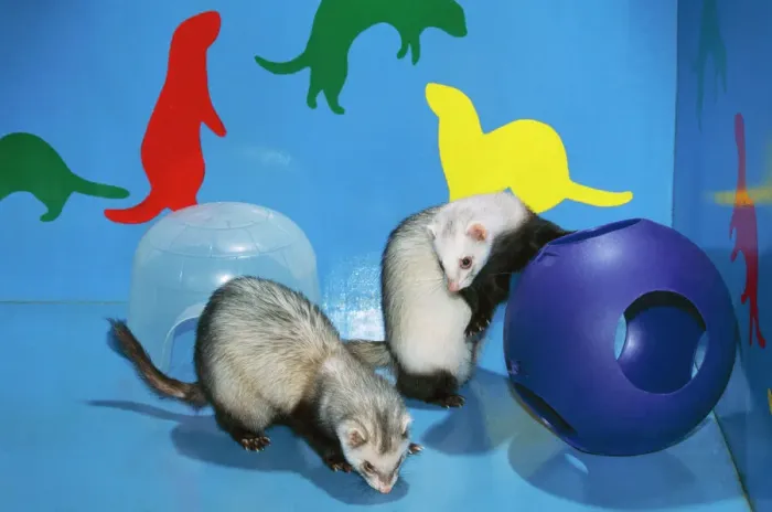 Gerahmter Druck : Ferret Pet Gerahmter Druck : Ferret Pet