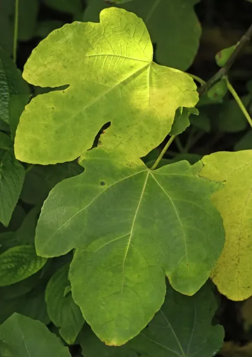 Gerahmter Druck : Laubblatt des Figs, Herbst Gerahmter Druck : Laubblatt des Figs, Herbst