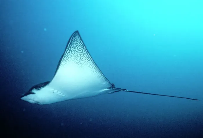 Gerahmter Druck : Fledermausrochen-Galápagos Gerahmter Druck : Fledermausrochen-Galápagos