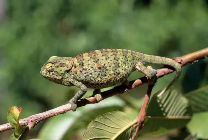 Gerahmter Druck : Rückenflappchen-Chameleont Gerahmter Druck : Rückenflappchen-Chameleont