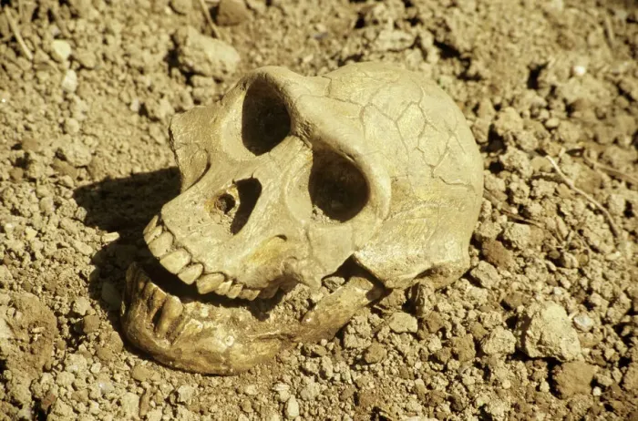 Gerahmter Druck : Knochenhals eines Fossils von Australopithecus afarensis Gerahmter Druck : Knochenhals eines Fossils von Australopithecus afarensis