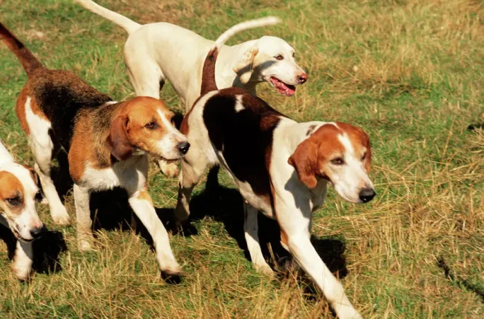 Gerahmter Druck : Fuchsgeherhunde Gerahmter Druck : Fuchsgeherhunde