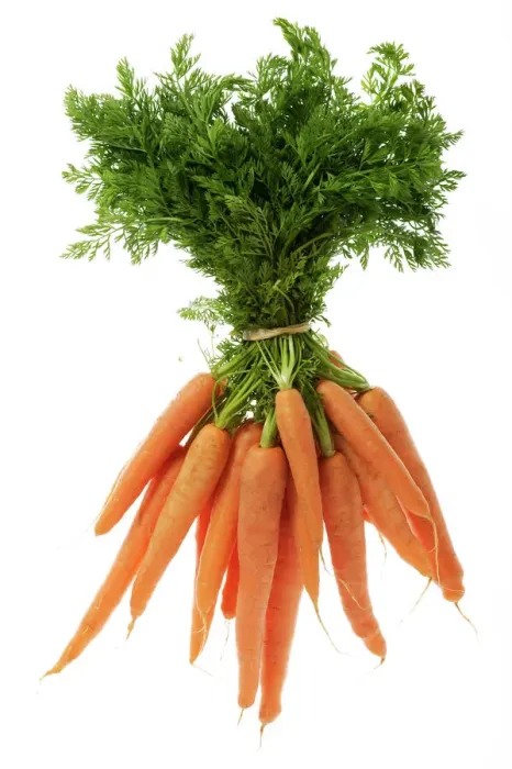 Gerahmter Druck : Carrots. LA-1077 Karotten - geknotet im Bund, zeigt Blattspitzen Jean Michel Gerahmter Druck : Carrots. LA-1077 Karotten - geknotet im Bund, zeigt Blattspitzen Jean Michel