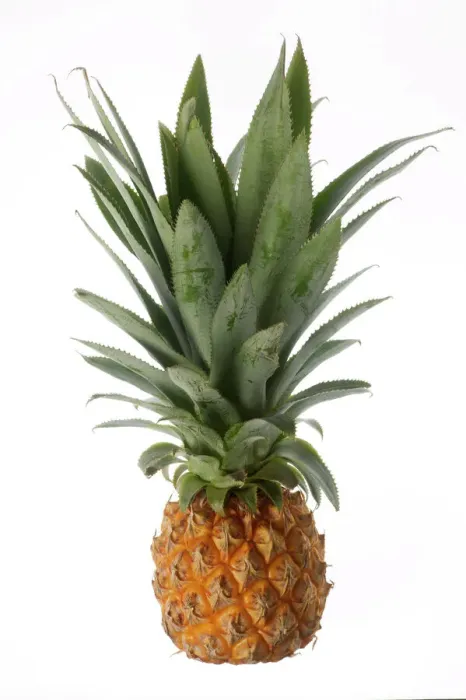 Gerahmter Druck : Pineapple. LA-1042 Erdbeere Jean Michel Labat Bitte beachten Sie Gerahmter Druck : Pineapple. LA-1042 Erdbeere Jean Michel Labat Bitte beachten Sie
