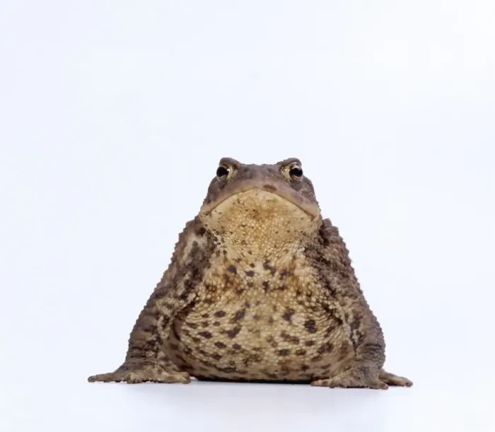 Gerahmter Druck : GEMÜHliches Frosch - Studio