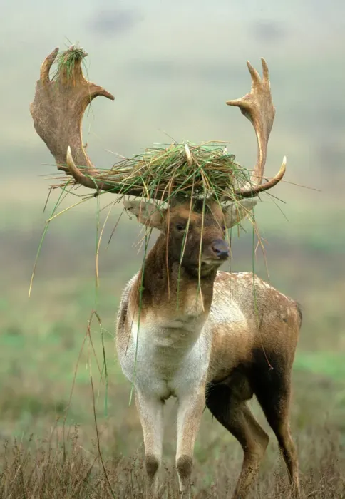 Gerahmter Druck : Rothirsche Hirsch Gerahmter Druck : Rothirsche Hirsch