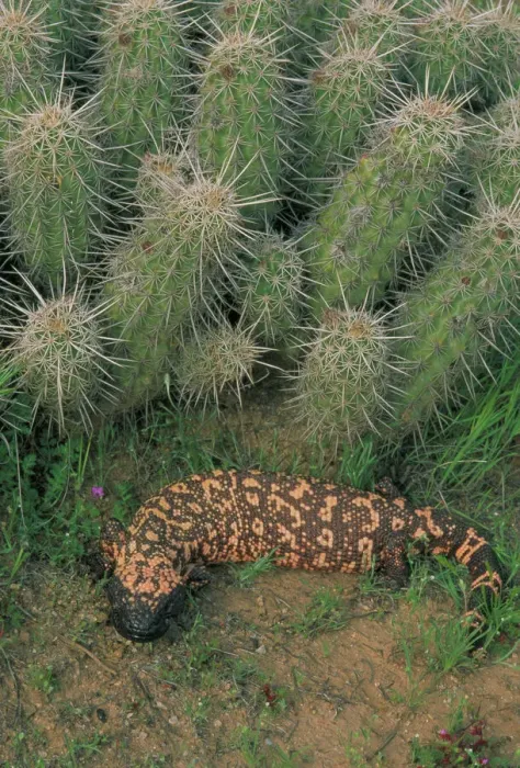 Gerahmter Druck : Gila-Monster (Heloderma suspectum) - Arizona - Einer von nur zwei giftigen Echsen der Welt - geschützte Art - im Saguaro-Kaktus-Boot' - liefert Gift durch gekrümmte Zähne – ernährt sich von Bodenbrutvögeln. Gerahmter Druck : Gila-Monster (Heloderma suspectum) - Arizona - Einer von nur zwei giftigen Echsen der Welt - geschützte Art - im Saguaro-Kaktus-Boot' - liefert Gift durch gekrümmte Zähne – ernährt sich von Bodenbrutvögeln.