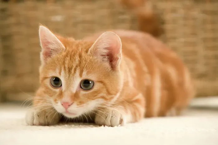Gerahmter Druck : Zimt Katze Gerahmter Druck : Zimt Katze