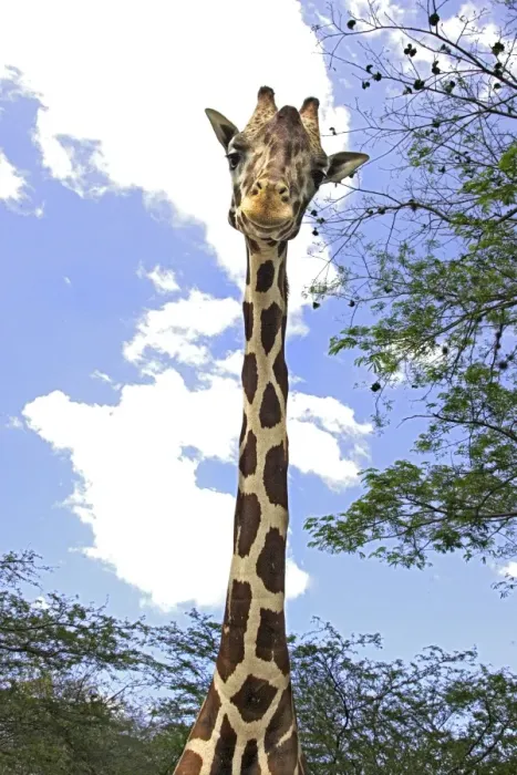 Gerahmter Druck : Giraffe. Wat-11646 Rind Rinder Camelopardalis M Gerahmter Druck : Giraffe. Wat-11646 Rind Rinder Camelopardalis M