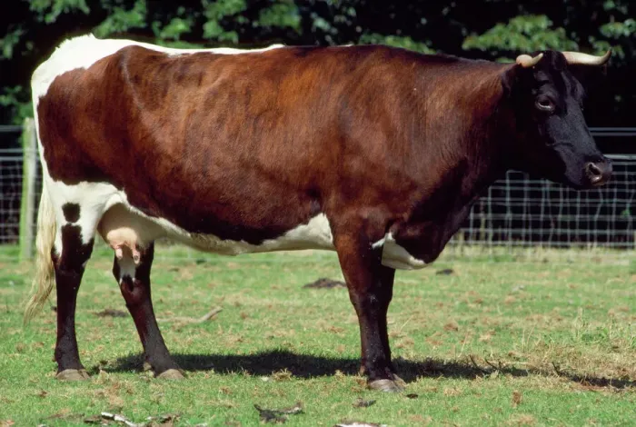 Gerahmter Druck : Gloucesterschwein - weiblich Gerahmter Druck : Gloucesterschwein - weiblich