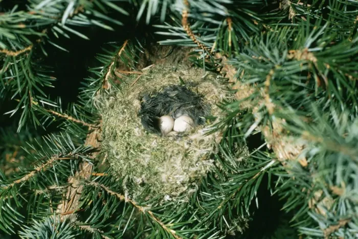 Gerahmter Druck : Goldschnabelnest mit zwei Eiern Gerahmter Druck : Goldschnabelnest mit zwei Eiern