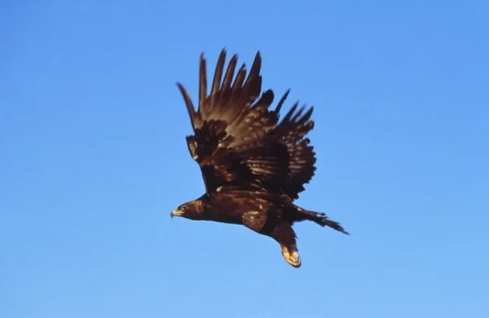 Gerahmter Druck : Goldener Adler Gerahmter Druck : Goldener Adler