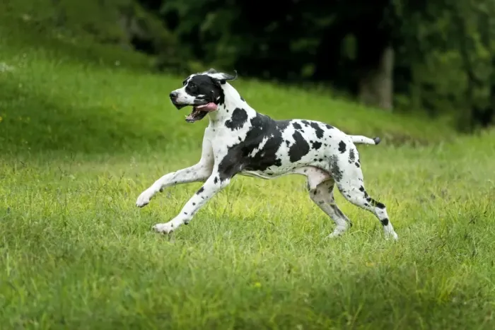 Gerahmter Druck : Großer Hundlauf