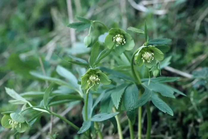 Gerahmter Druck : Grüner Hellebarbe