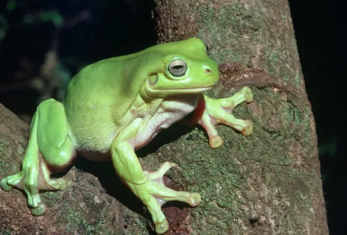 Gerahmter Druck : Grüner Frosch Gerahmter Druck : Grüner Frosch