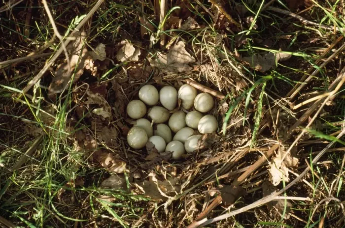 Gerahmter Druck : Grauer Sperling - Eier Gerahmter Druck : Grauer Sperling - Eier