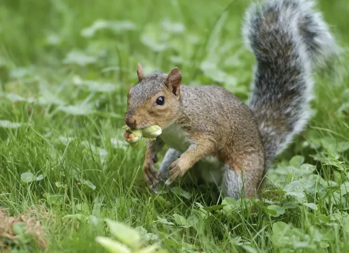 Gerahmter Druck : Grauer Eichhörnchen mit Haselnüssen Gerahmter Druck : Grauer Eichhörnchen mit Haselnüssen
