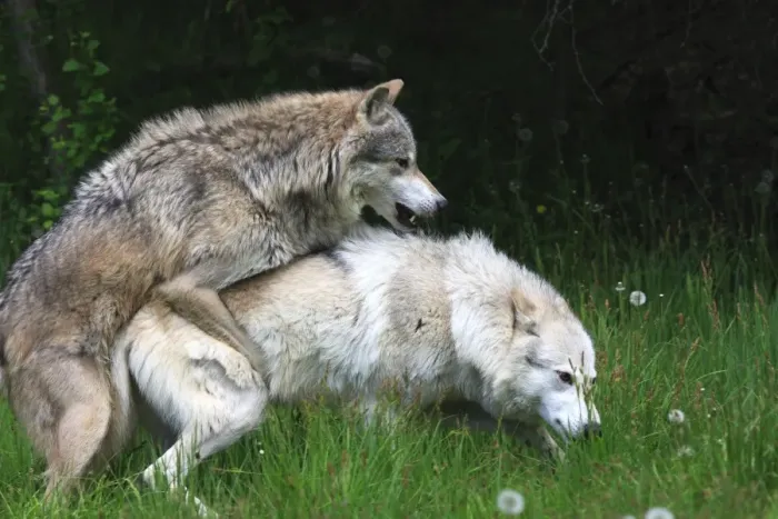 Gerahmter Druck : Grau / Eichenwolf - Erwachsene Paarbildung. Montana - Vereinigte Staaten Gerahmter Druck : Grau / Eichenwolf - Erwachsene Paarbildung. Montana - Vereinigte Staaten