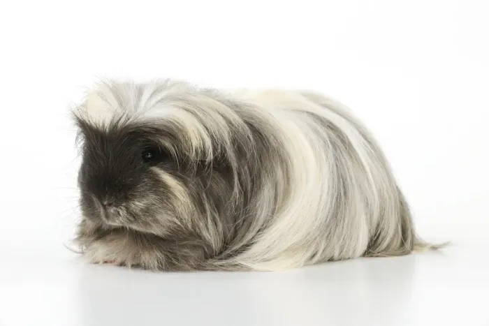 Gerahmter Druck : African Pig Gerahmter Druck : African Pig