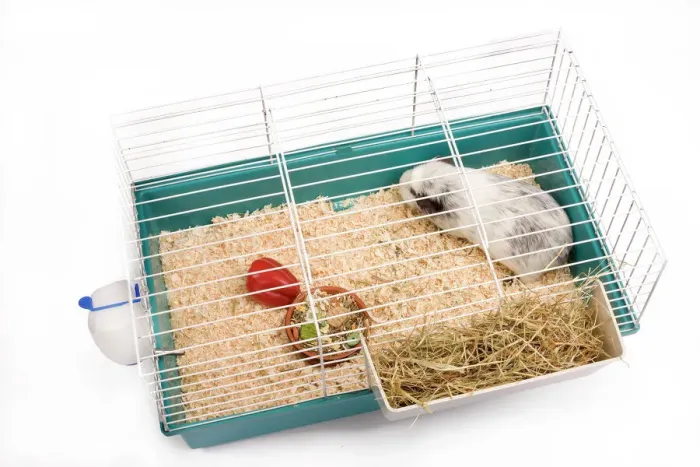 Gerahmter Druck : Affenpinscher im Käfig im Studio Gerahmter Druck : Affenpinscher im Käfig im Studio