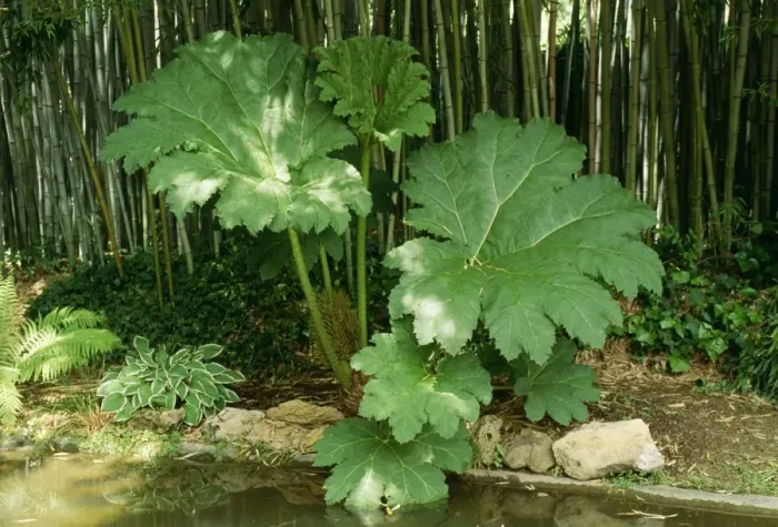 Gerahmter Druck : Gunnera manicata Gerahmter Druck : Gunnera manicata