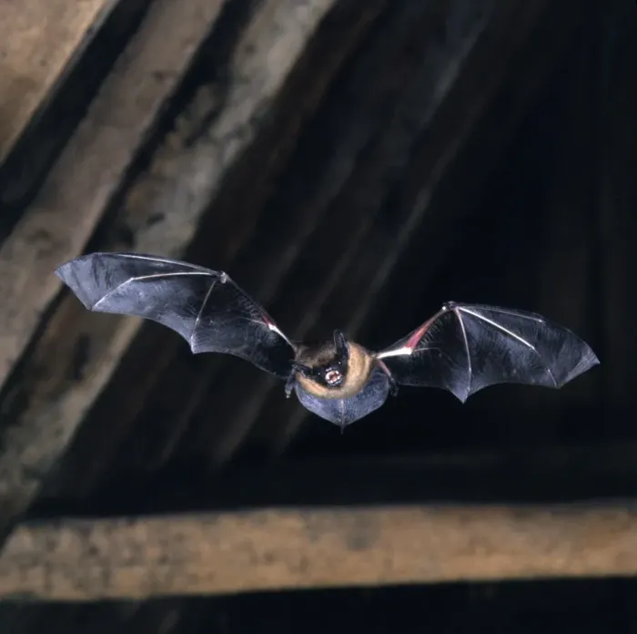 Gerahmter Druck : Fledermausart Serotin - im Flug Gerahmter Druck : Fledermausart Serotin - im Flug