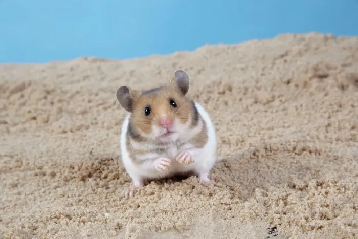Gerahmter Druck : Hamster - Graben im Sand Gerahmter Druck : Hamster - Graben im Sand