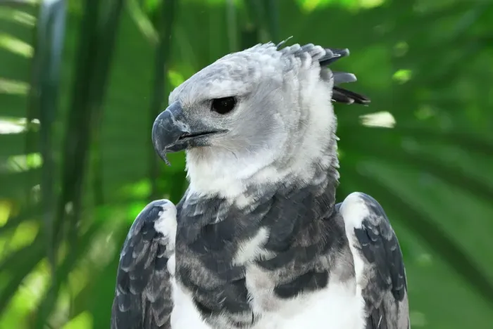 Gerahmter Druck : Harpie-Eule Belize Gerahmter Druck : Harpie-Eule Belize