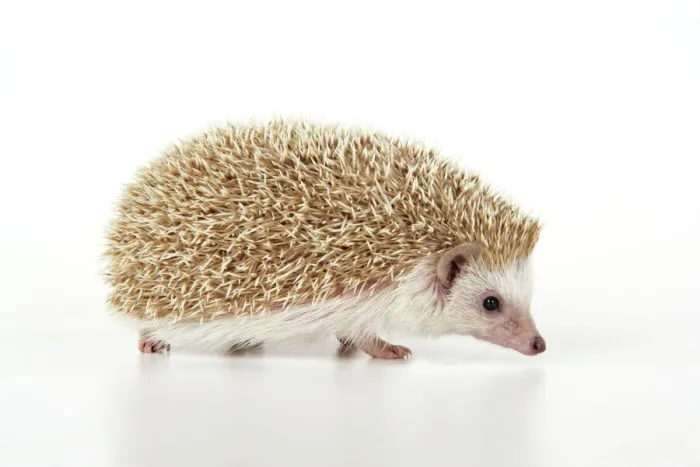 Gerahmter Druck : Igelblond. JD-20233 Igel - blonde Erinaceus europaeus John Daniels Bitte beachten Sie Gerahmter Druck : Igelblond. JD-20233 Igel - blonde Erinaceus europaeus John Daniels Bitte beachten Sie