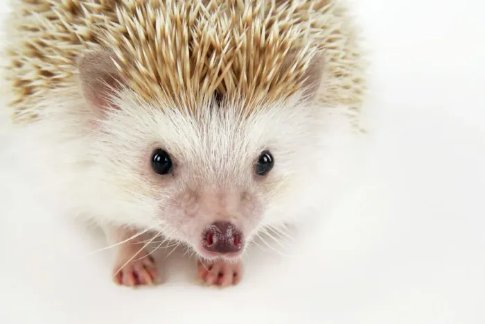 Gerahmter Druck : Igelblond. JD-20235 Igel - blonde Erinaceus europaeus John Daniels Bitte beachten Sie Gerahmter Druck : Igelblond. JD-20235 Igel - blonde Erinaceus europaeus John Daniels Bitte beachten Sie