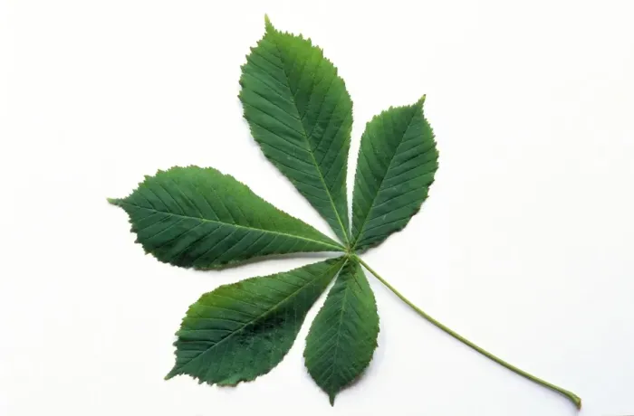 Gerahmter Druck : Rheinbeerenblatt Gerahmter Druck : Rheinbeerenblatt