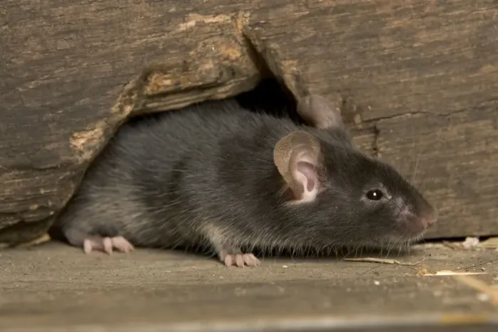 Gerahmter Druck : Haushuhnmaus Gerahmter Druck : Haushuhnmaus