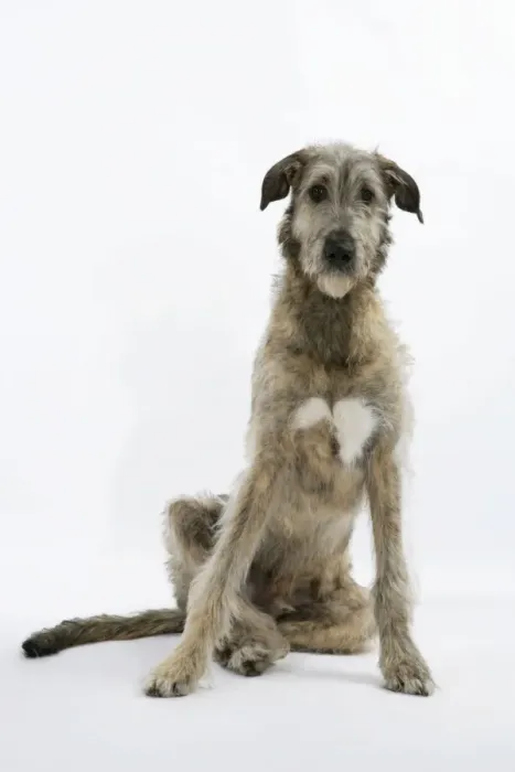 Gerahmter Druck : Irischer Wolfshund