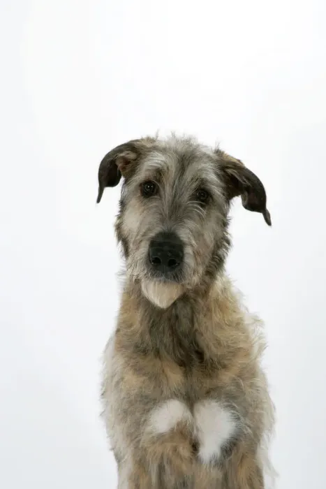 Gerahmter Druck : Irischer Wolfshund Gerahmter Druck : Irischer Wolfshund